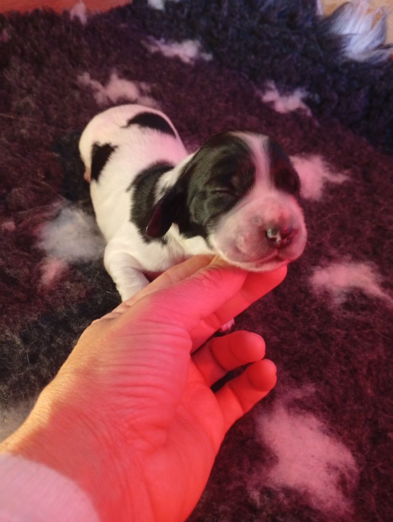 Never Ending Fun - Chiots disponibles - Cocker Spaniel Anglais