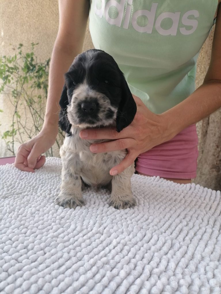 Never Ending Fun - Chiots disponibles - Cocker Spaniel Anglais