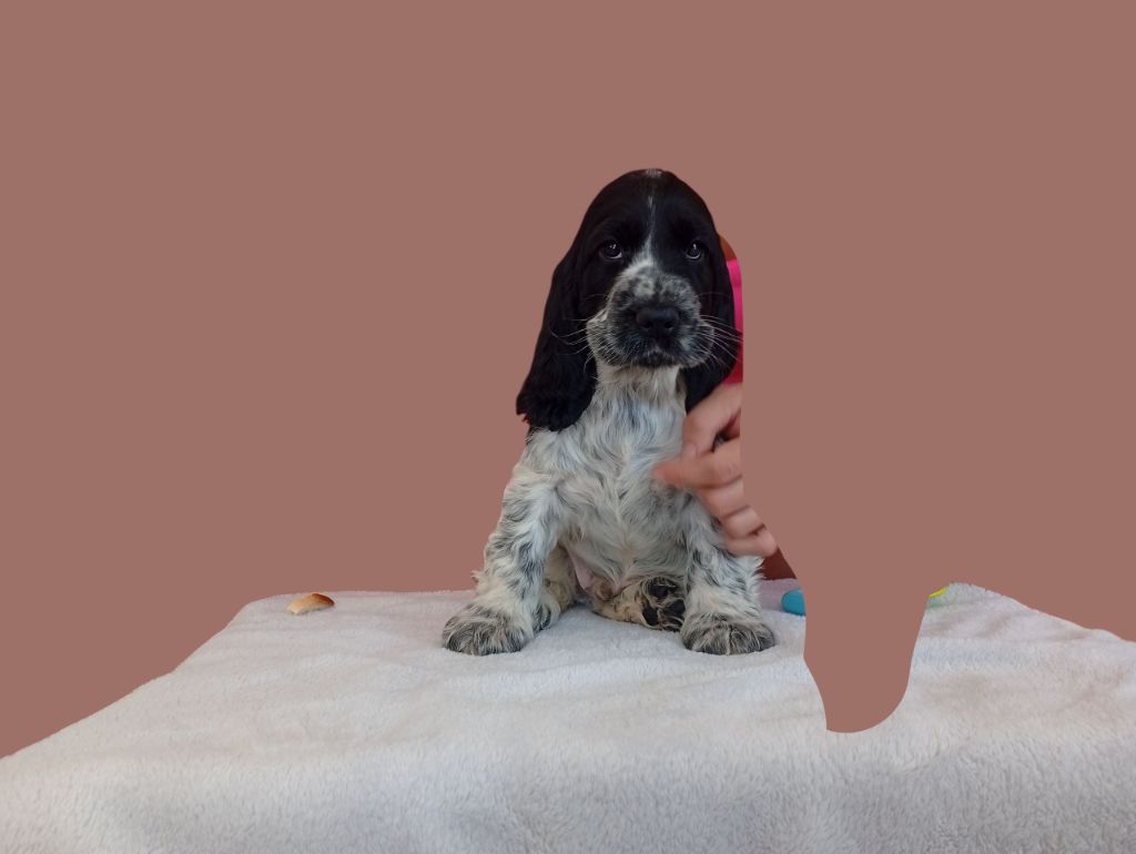 Never Ending Fun - Chiots disponibles - Cocker Spaniel Anglais