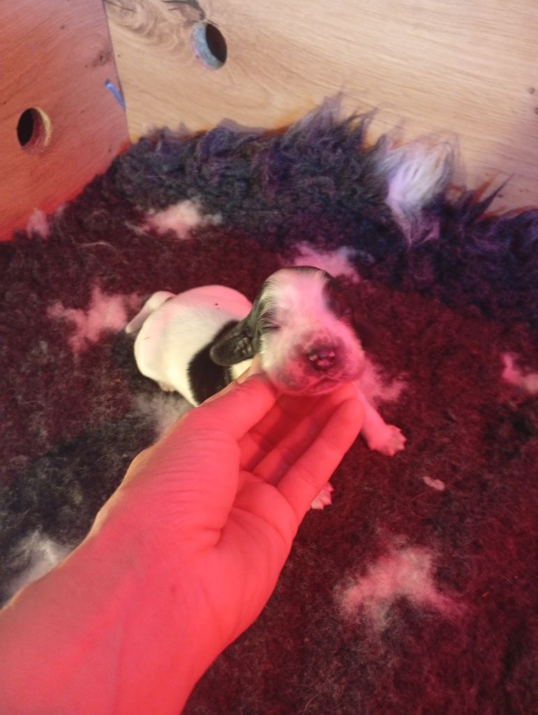 Never Ending Fun - Chiots disponibles - Cocker Spaniel Anglais