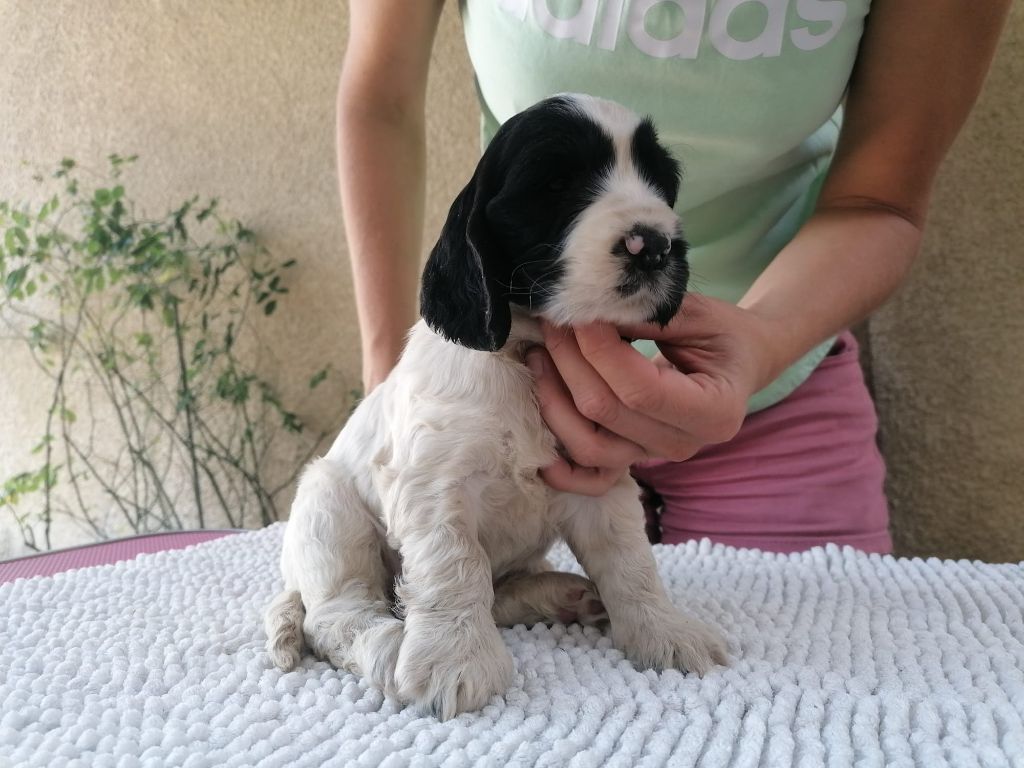 Never Ending Fun - Chiots disponibles - Cocker Spaniel Anglais