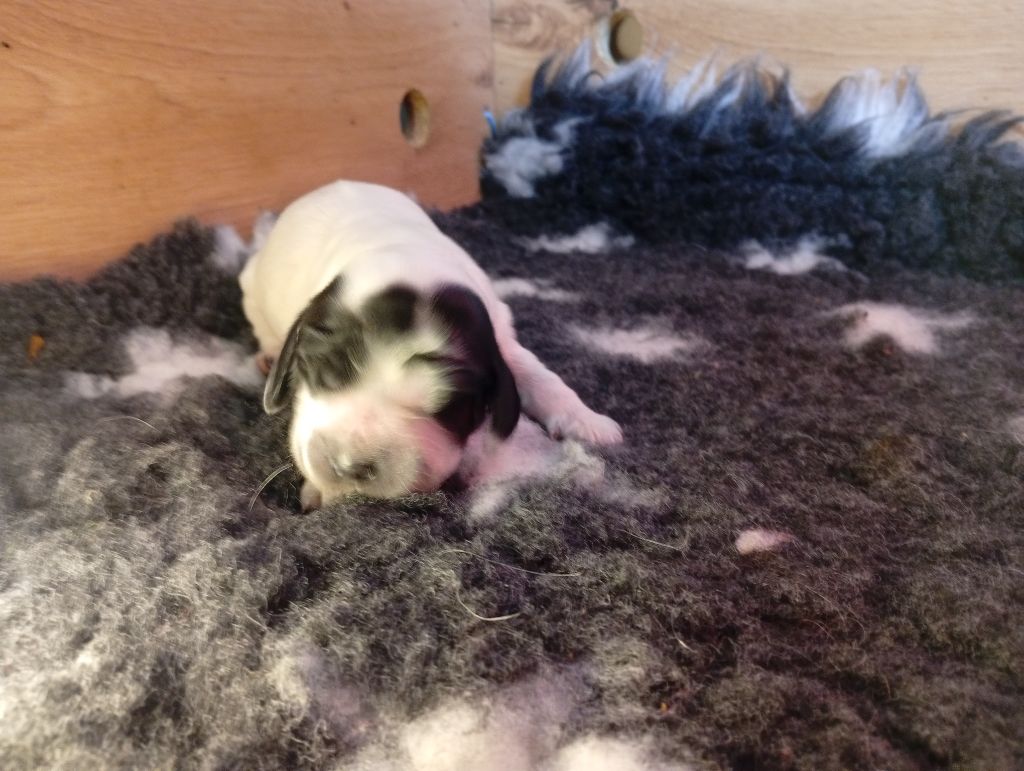Never Ending Fun - Chiots disponibles - Cocker Spaniel Anglais