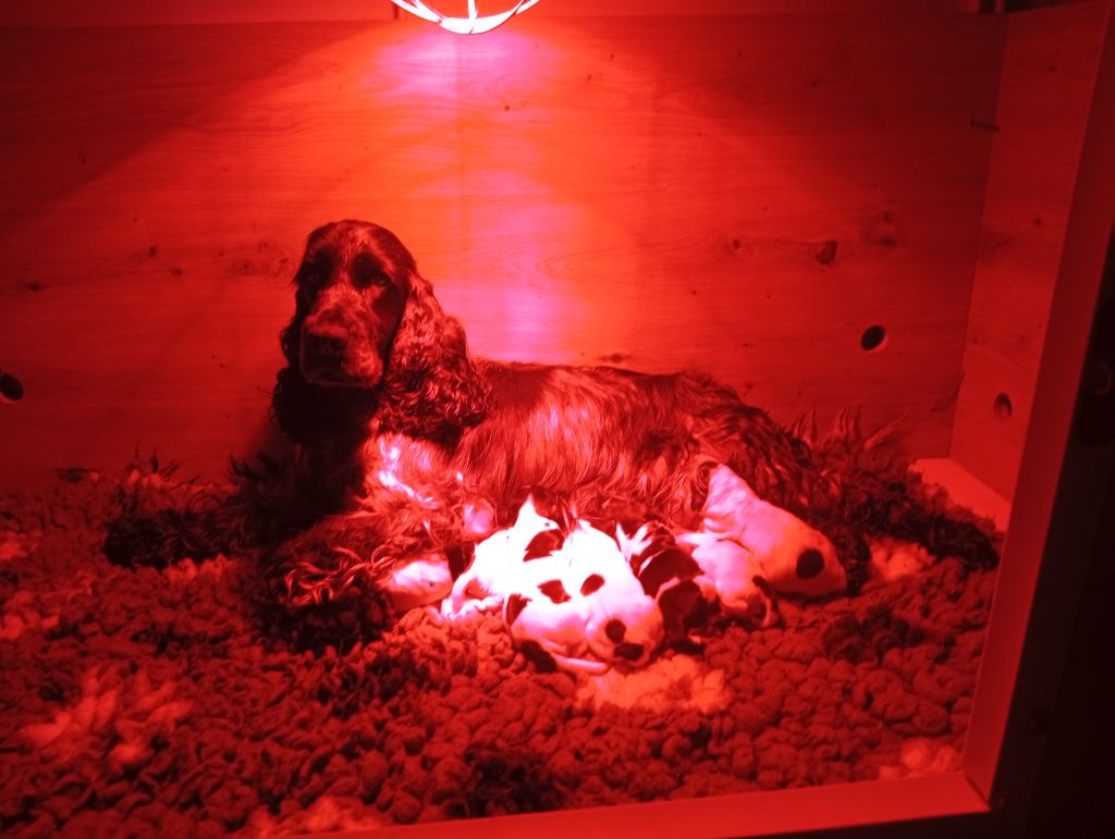 Chiot Cocker Spaniel Anglais Never Ending Fun