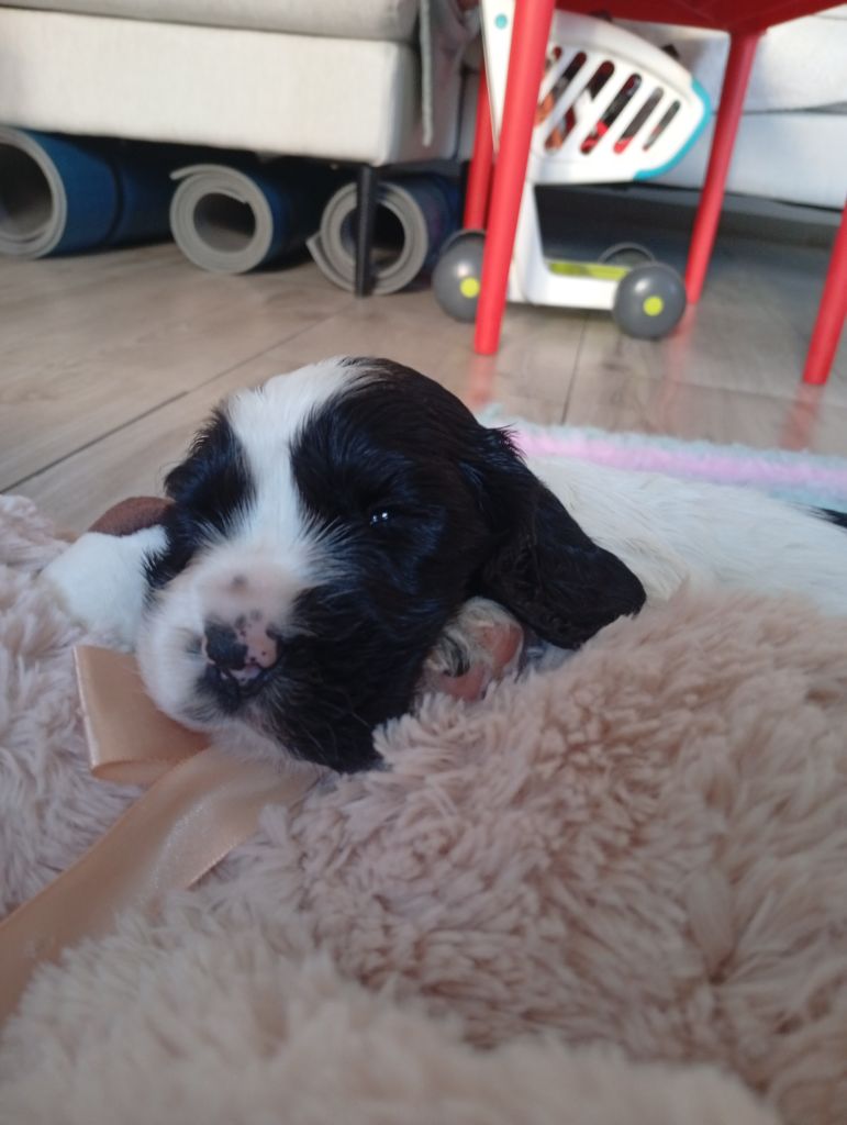 Never Ending Fun - Chiots disponibles - Cocker Spaniel Anglais